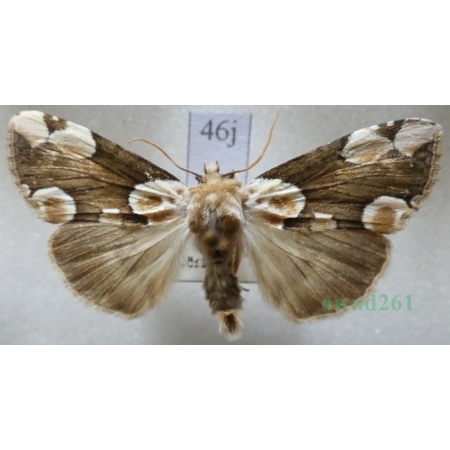 Thyatira batis (Linnaeus, 1758) Plamówka malinówka Czech46j